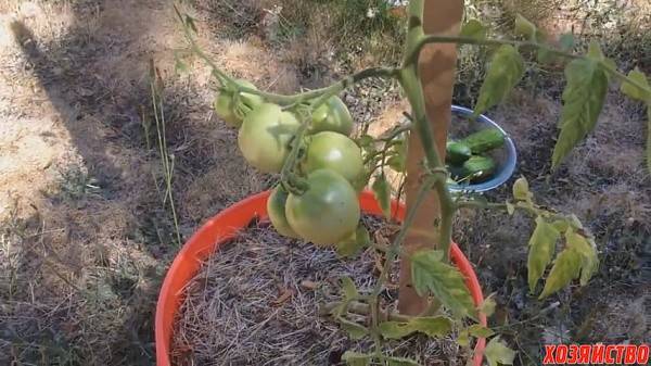 Помидоры в ведрах, выращивание вниз головой: плюсы и минусы посадки томатов вверх тормашками, фото, а также как просверлить дно и можно ли ждать урожая?