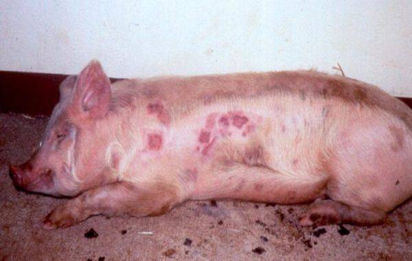 Как выглядит рожа у свиней: чем ее лечить и насколько она опасна