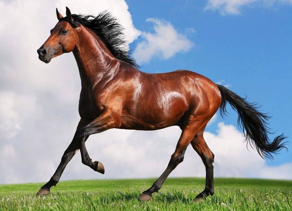Лошади ахалтекинской породы