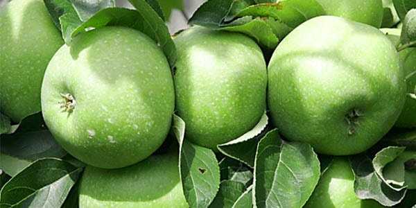 Яблоня семеренко занимает достойное место в вашем саду
