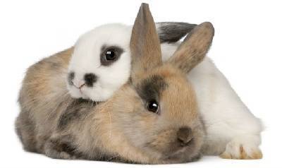Болезни кроликов, их симптомы и лечение