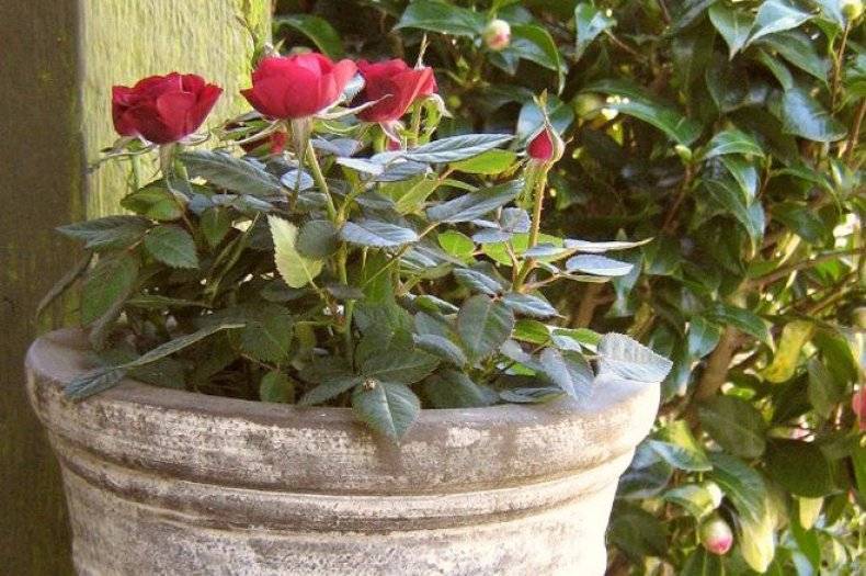 Комнатная роза – условия для ухода в домашних условиях, выбор цветка в магазине. как бороться с болезнями и вредителями
