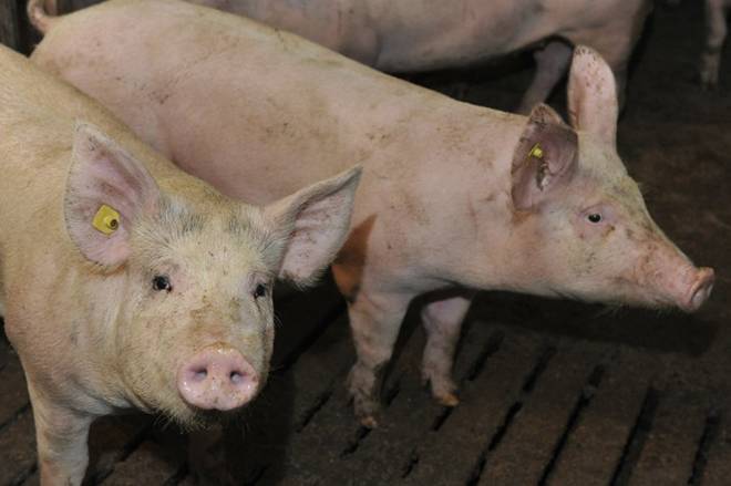 Рожа у свиней: возбудители, симптомы, методы лечения и профилактики