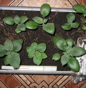 Технология выращивания картофеля из семян: посев