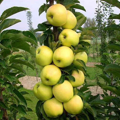 О колоновидной яблоне Джин: описание и характеристики сорта, посадка и уход
