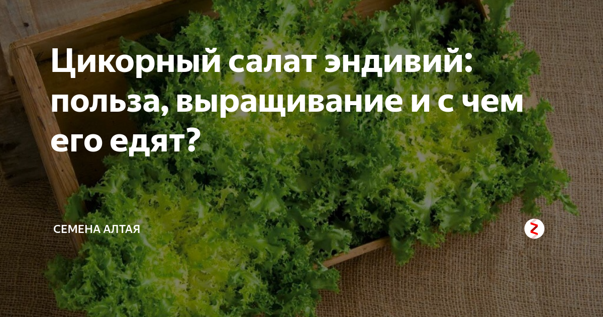 Кресс-салат на подоконнике: как выращивать эффективно