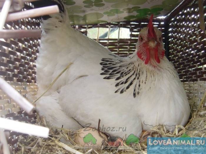 Курица наседка — сколько дней высиживает яйца в домашних условиях