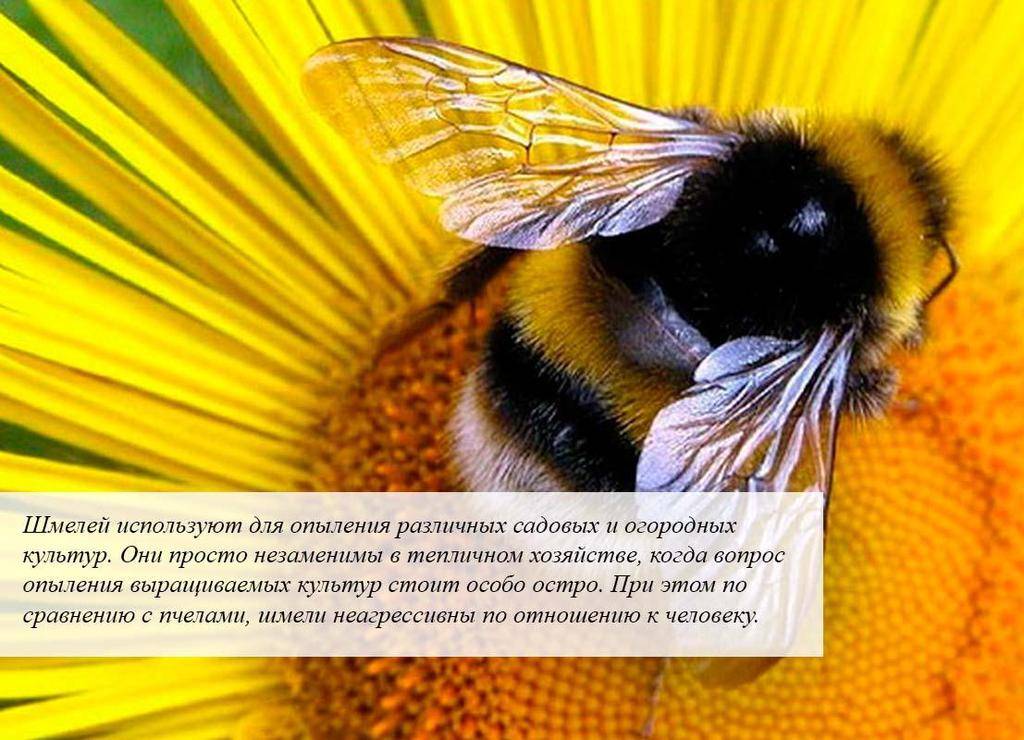 Как разводить пчёл?