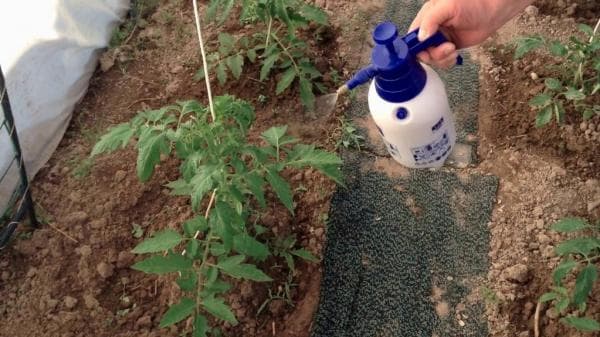Как бороться с муравьями в теплице: чем травить без вреда для овощей