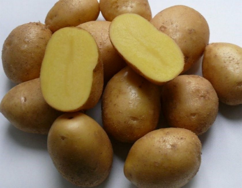 40 сортов картофеля для пюре, жарки, запекания и картошки фри