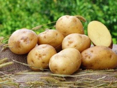 Сорт картофеля ривьера: характеристика и описание, посадка и уход