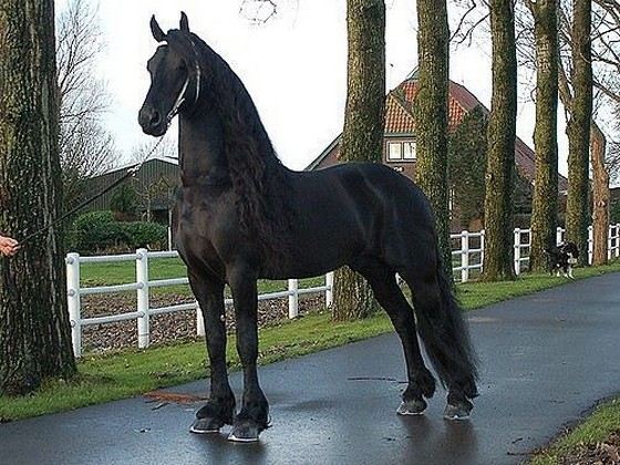 Топ-10 самых дорогих лошадей в мире