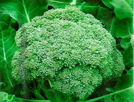 Секреты выращивания капусты брокколи в открытом грунте. советы по правильному уходу, фото
