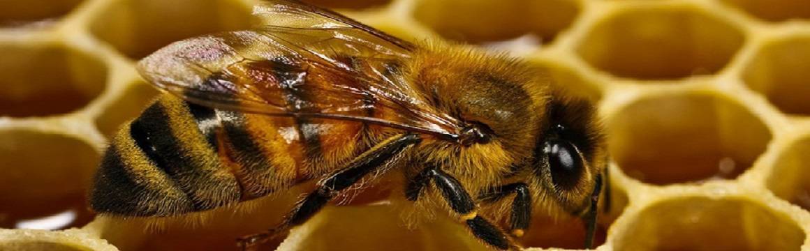 Размножение пчел: как спариваются и рождаются пчелы, как рожают в пчелиной семье