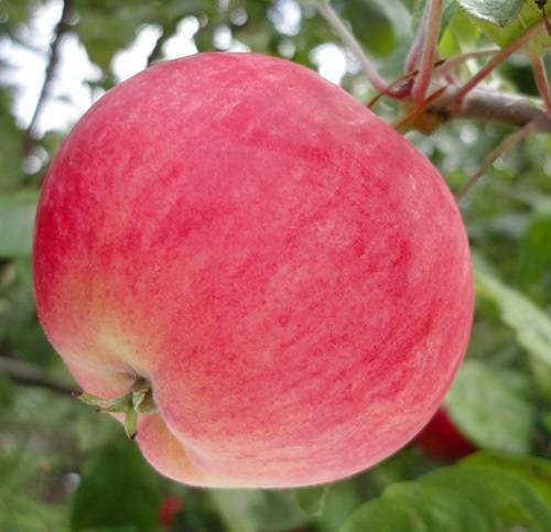 Ботаническое описание и агротехника выращивания яблони сорта моди