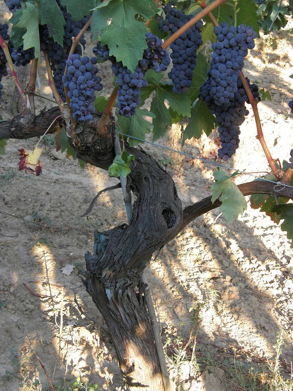 Виноград и вино пино нуар (pinot noir) — описание сорта