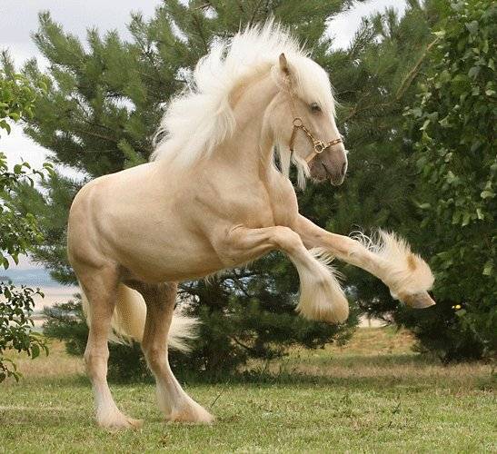 Описание пород лошадей тяжеловозов и их характеристики