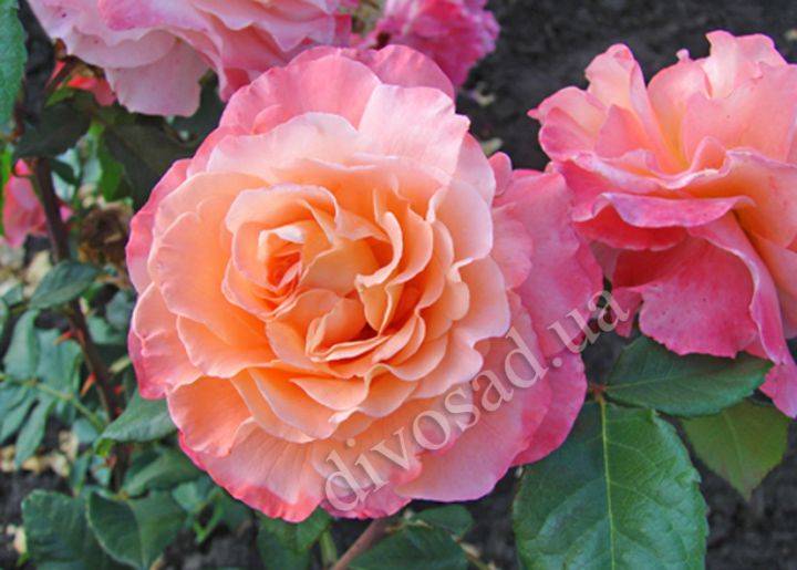 Роза августа луиза (augusta luise): фото и описание, правила формирования куста, видео, отзывы