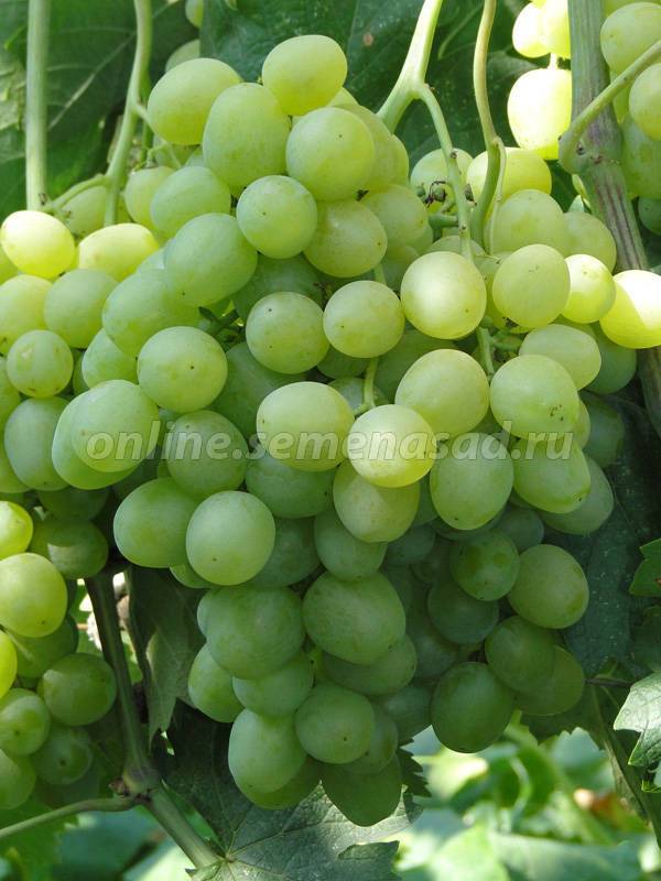 Описание сорта винограда Супер Экстра, особенности, советы по уходу