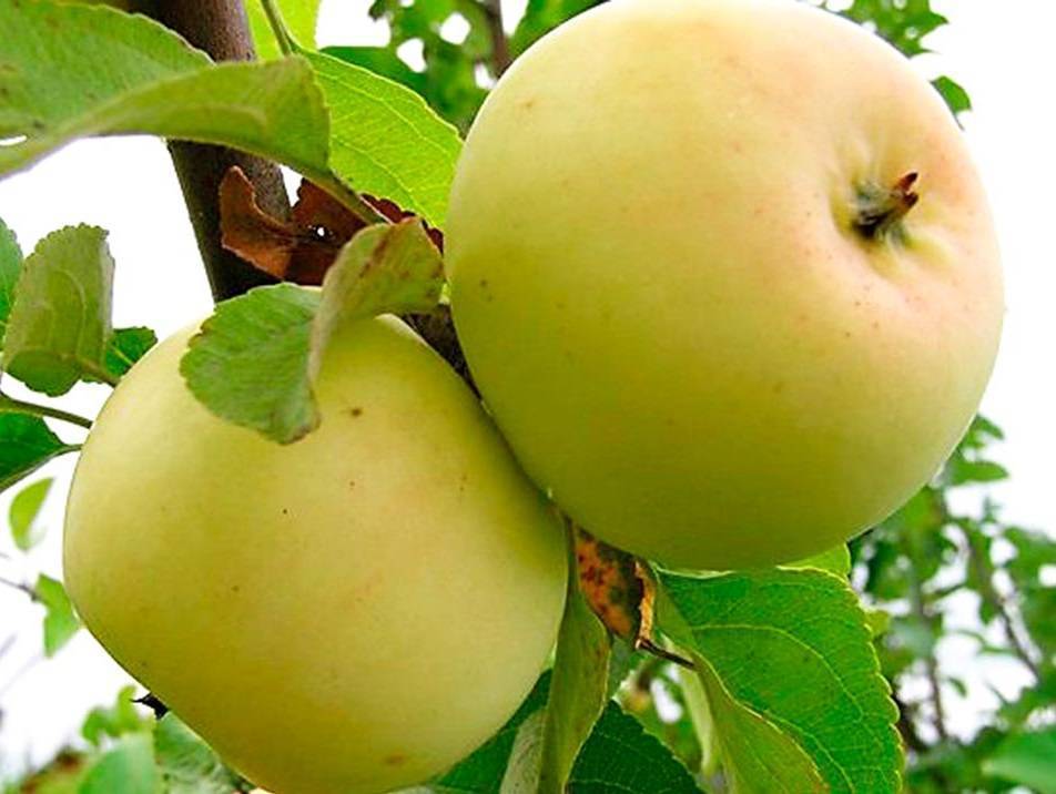 О яблоне Исеть Белая, описание позднего сорта, характеристики, как сажать