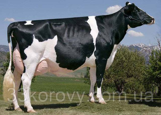 Корова дает молоко без беременности