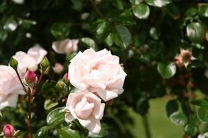 Какие существуют зимостойкие сорта роз
