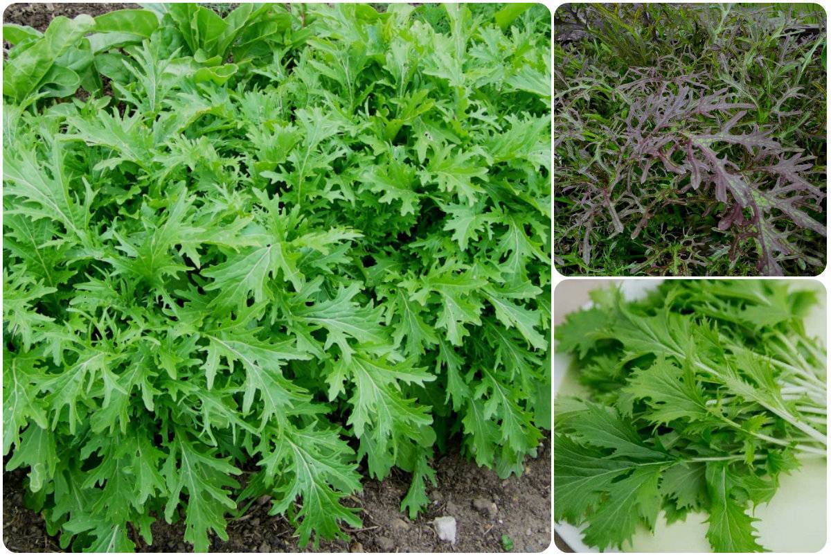 В чем особенность савойской капусты и как правильно ее выращивать?