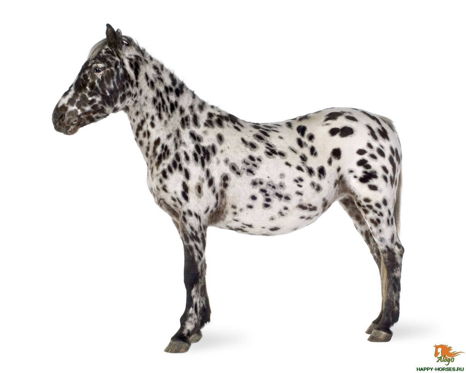 Описание редких и необычных пород лошадей, самые красивые и вымершие виды