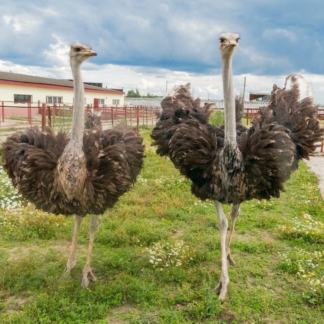 Разведение страусов: особенности выращивания в домашних условиях. правила ухода и содержания большой птицы (видео инструкция и 85 фото)