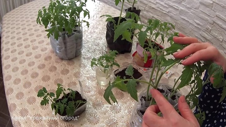 Выращивание рассады томатов китайским способом видео