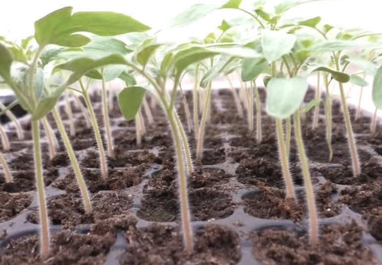 Почему не развиваются корни у рассады помидоров