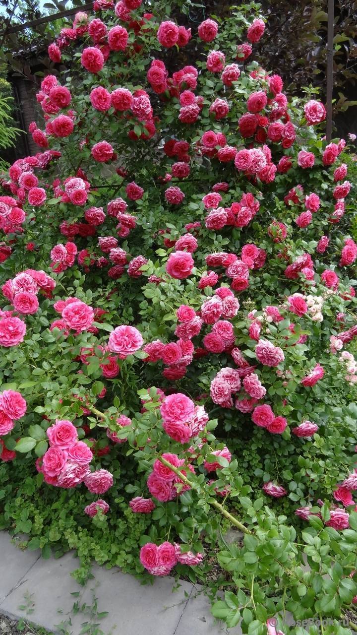 Роза чг версилия — блики заката на персиковых лепестках