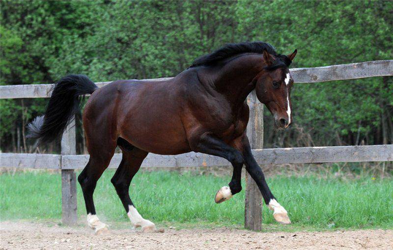 Лошадь ганноверской породы: кони выведенные в Ганновере красивы и выносливы