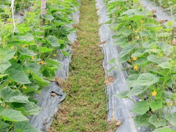 Выращивание огурцов под пленкой - подготовка и посадка в открытый грунт (125 фото)