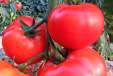 Томат "король королей": описание сорта, характеристики плодов-помидоров, рекомендации по выращиванию и фото-материалы