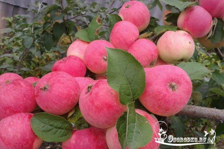 Как правильно посадить яблоню из питомника. посадка саженцев яблонь: осень или весна?