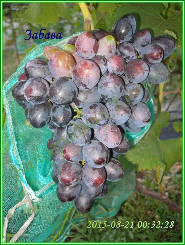 Виноград, вызывающий восторг — сорт «зарево»