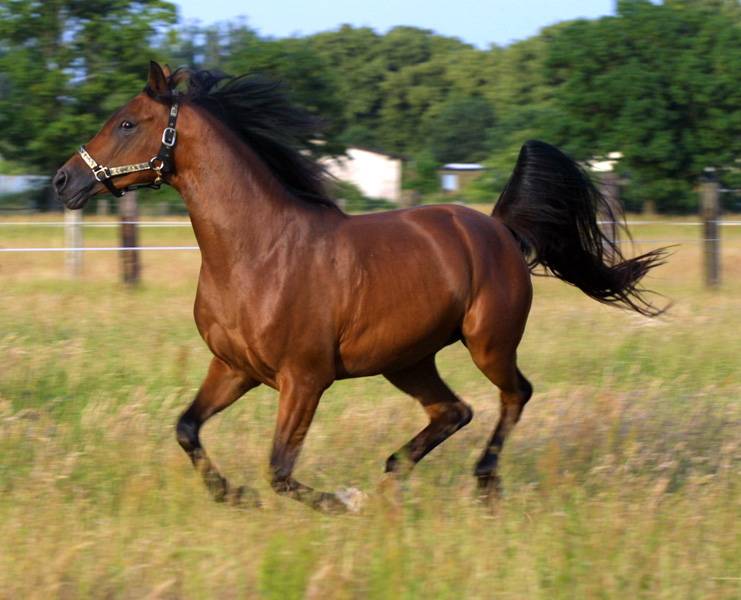 Всё про обучение • секреты обучения лошадей