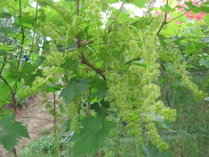 Уход за плодоносящими кустами винограда - дополнительное опыление винограда, зеленые операции