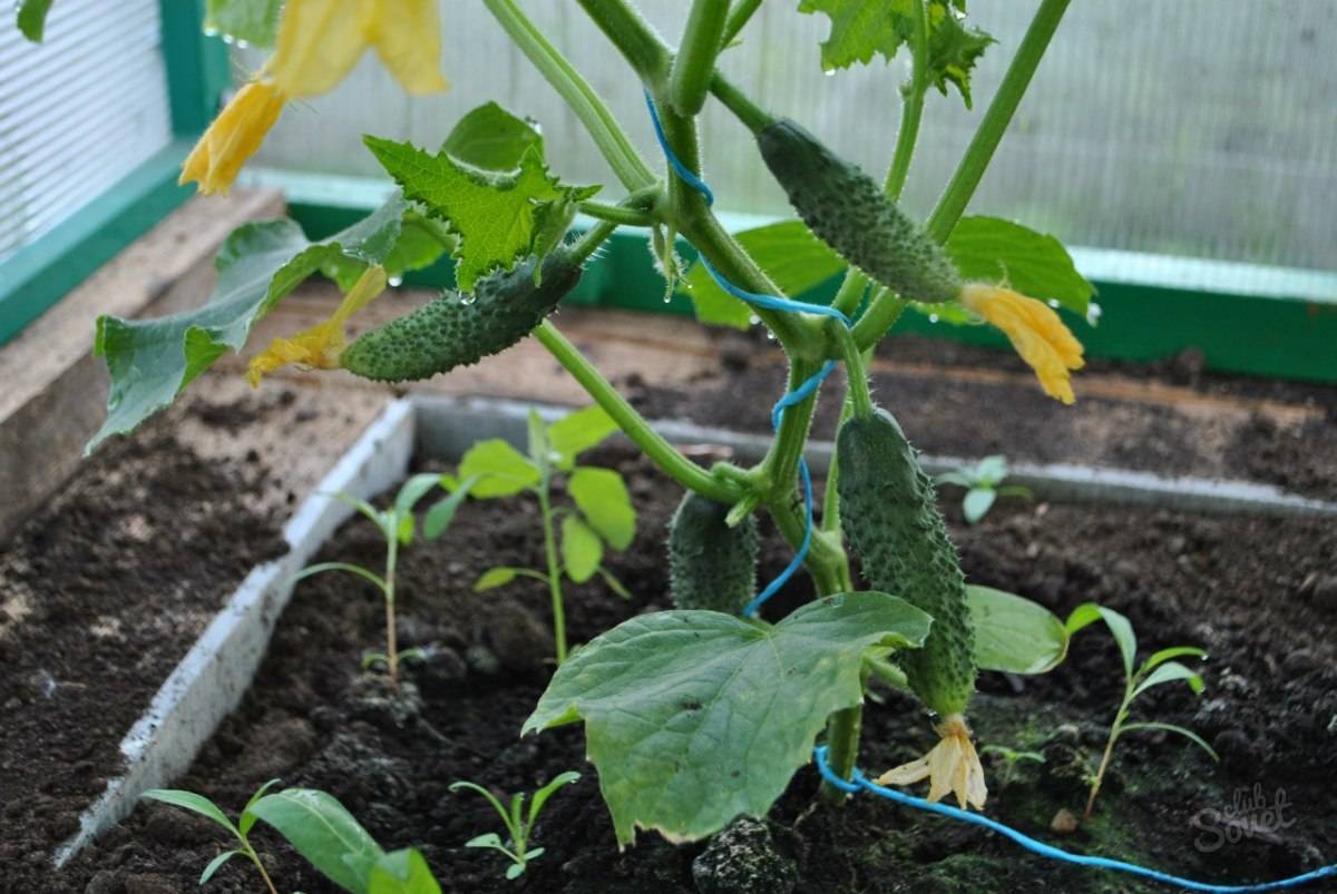 Как правильно выращивать рассаду огурцов в домашних условиях