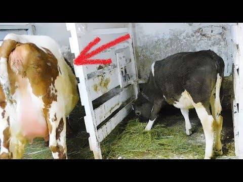 Запуск коровы: как правильно запустить ее зимой перед отелом? как запускать в домашних условиях, если она не убавляет количество молока?