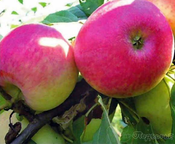 О яблоне Красное раннее: описание сорта, характеристики, агротехника