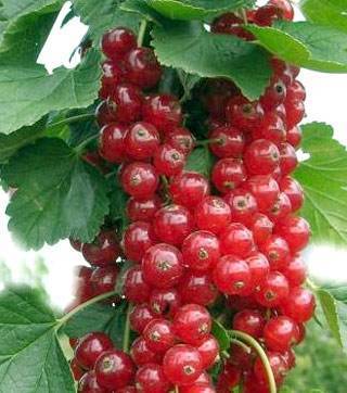 Красная смородина мармеладница: характеристика сорта и особенности выращивания