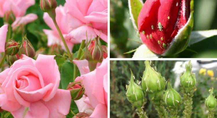 Тля на розах — как избавиться от вредителя с помощью народных средств и химикатов