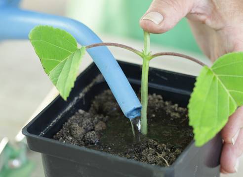 Выращивание гортензии из семян в домашних условиях: посадка на рассаду, уход
