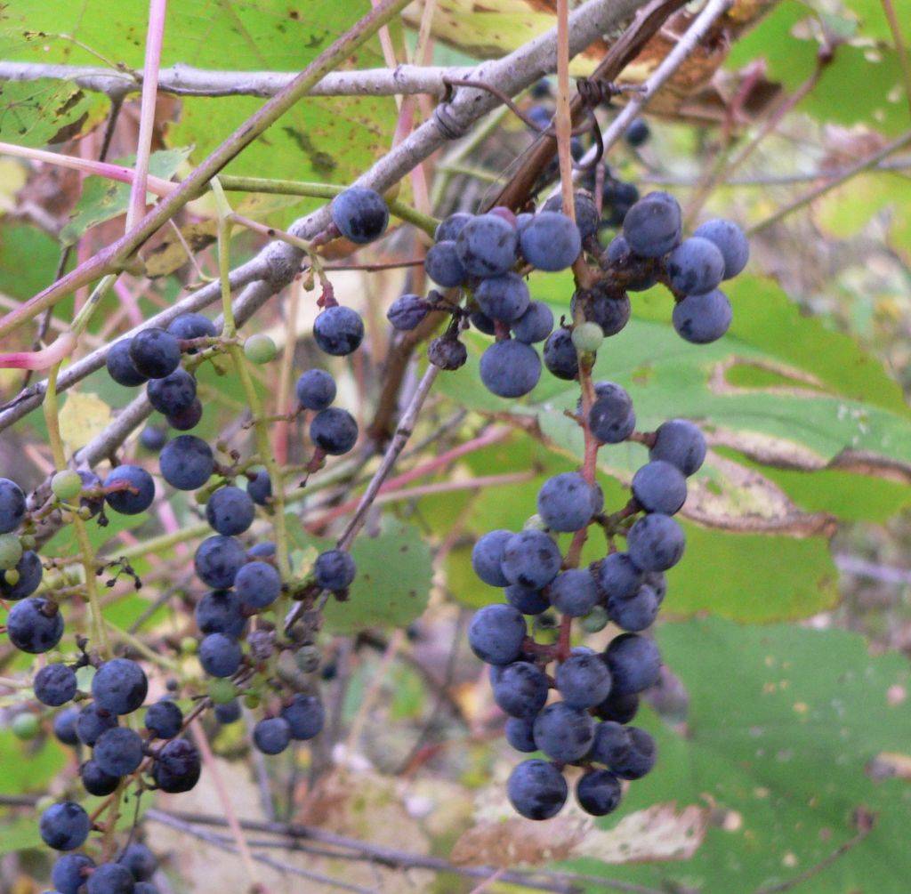 Амурский виноград: описание сорта, правила посадки и ухода