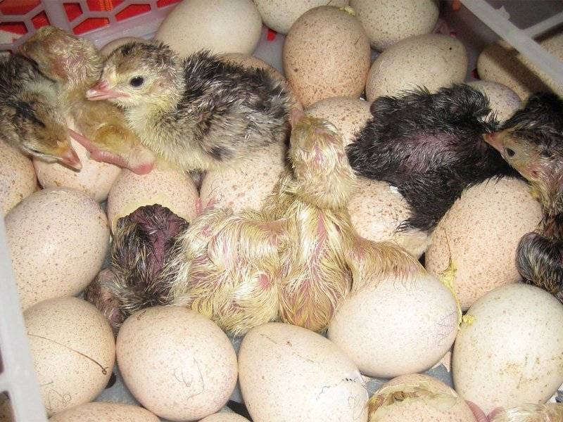 Инкубация индюшиных яиц: стадии развития, таблица режимов и сроков выращивания в домашних условиях, а также какая температура необходима и как избежать ошибок?
