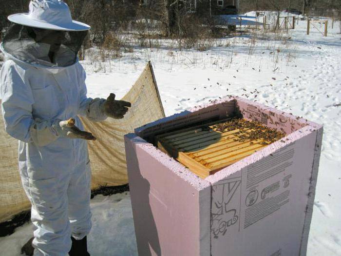 Пчелы в зимовнике — спокойствие пчеловода