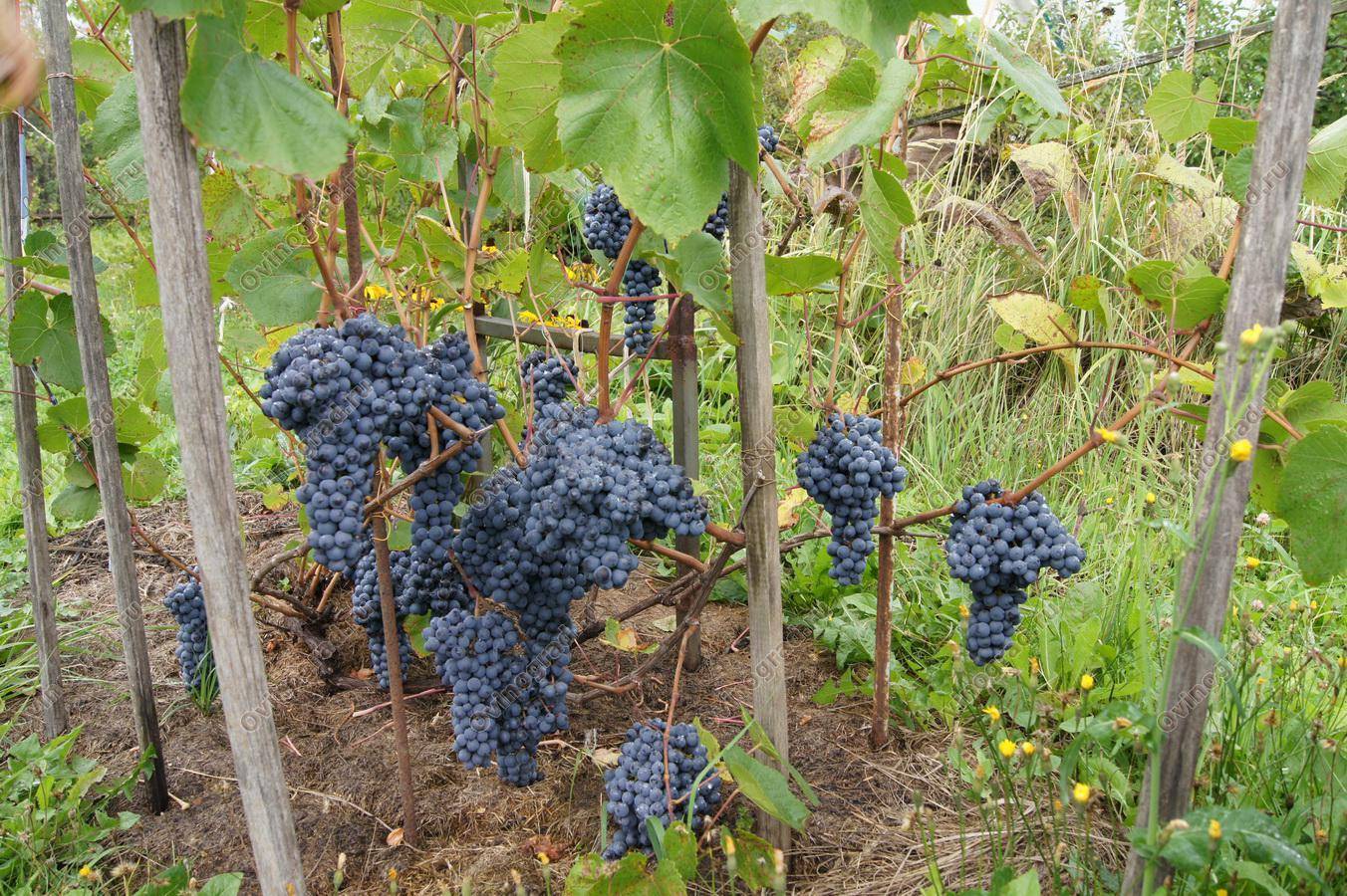 Описание сорта памяти домбковской — фото винограда, отзывы садоводов