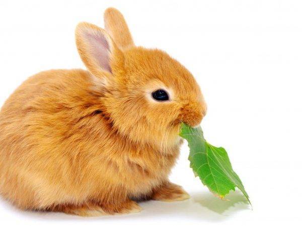 Чем нельзя кормить кроликов?